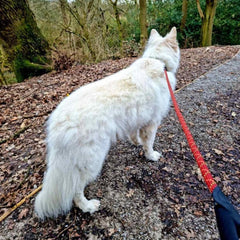 Orange Comfort Rope Slip Dog Lead