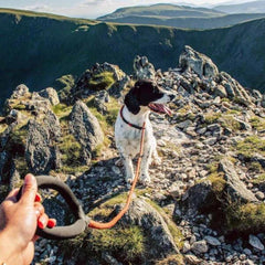 Orange Comfort Rope Slip Dog Lead