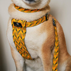 Fireworks Vegan Dog Collar by Hiro & Wolf