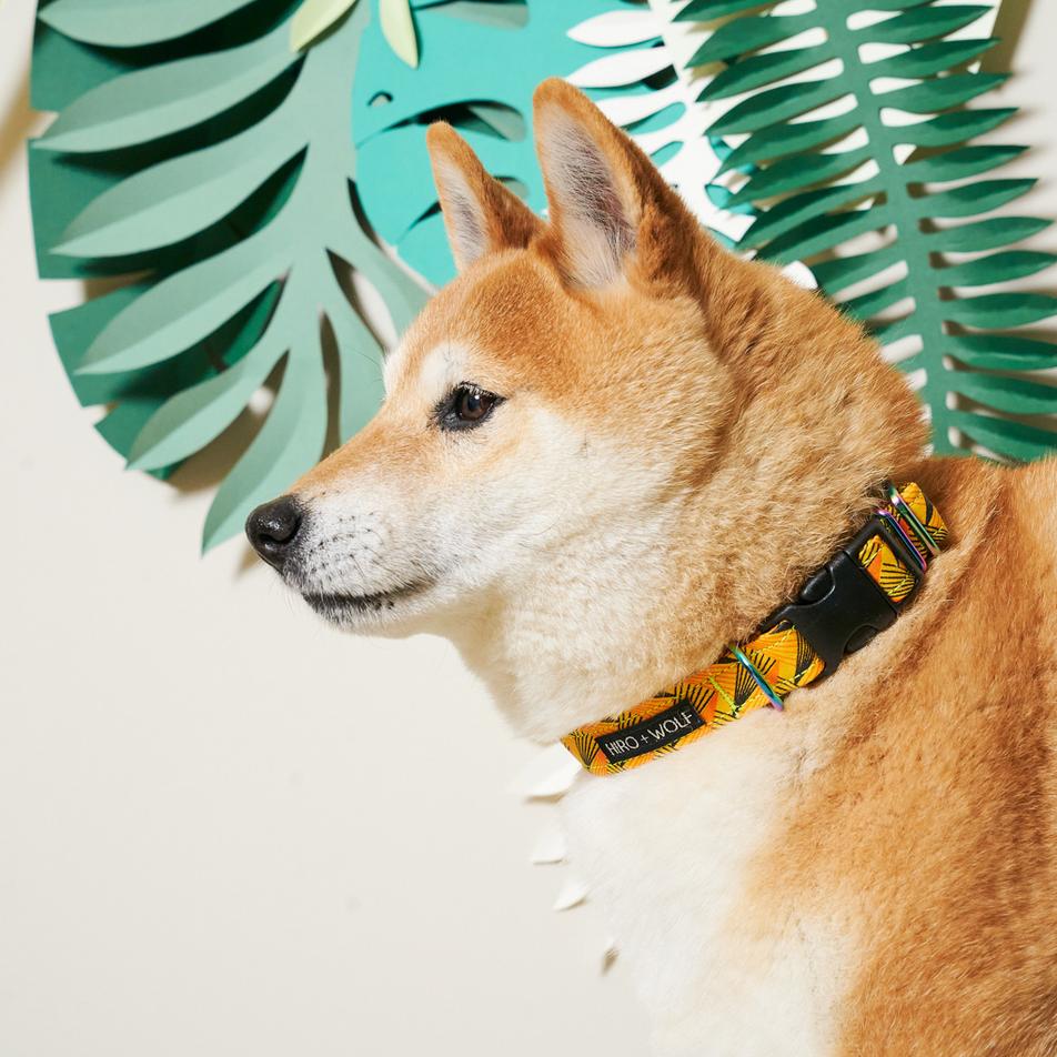 Fireworks Vegan Dog Collar by Hiro & Wolf