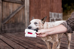 P.L.A.Y Howling Haunts Barky's Bite Halloween Dog Toy